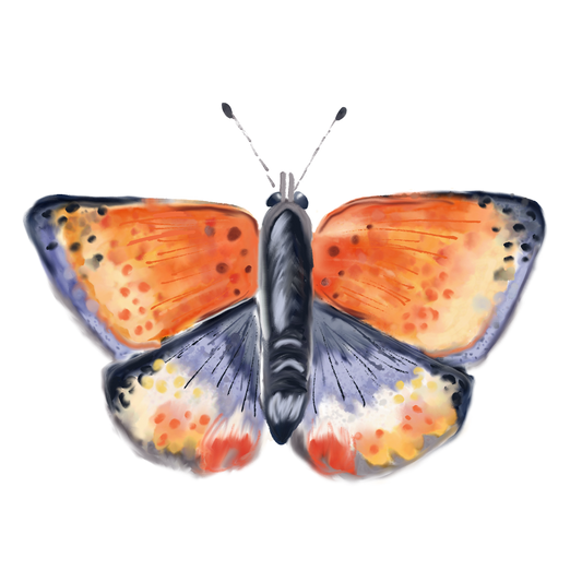 Watercolor Moth Sticker